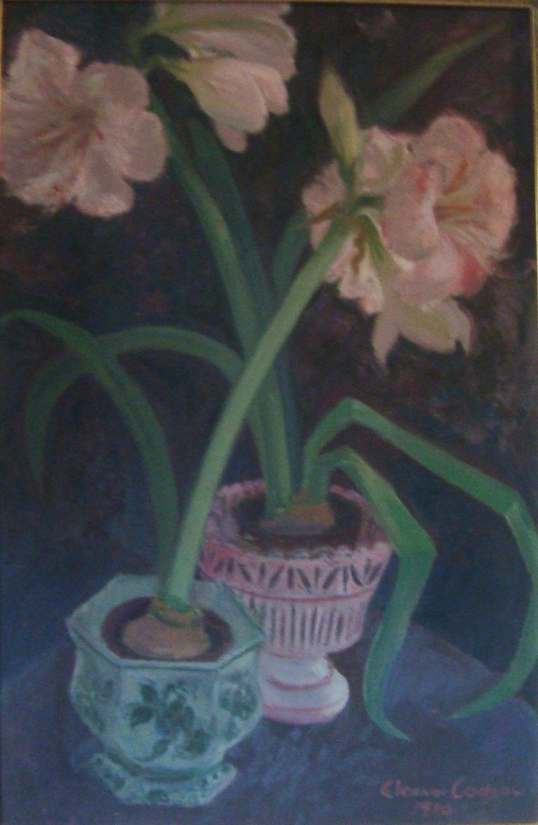 Pink amaryllis