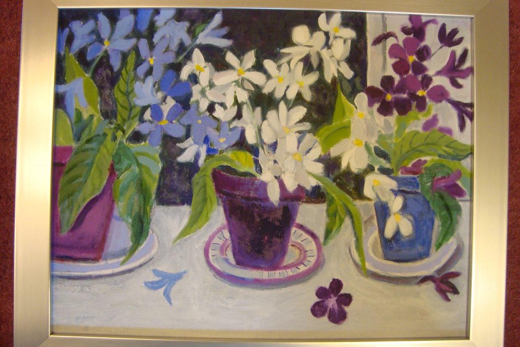 Streptocarpus