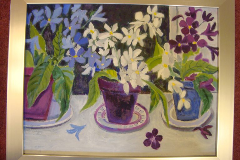Streptocarpus