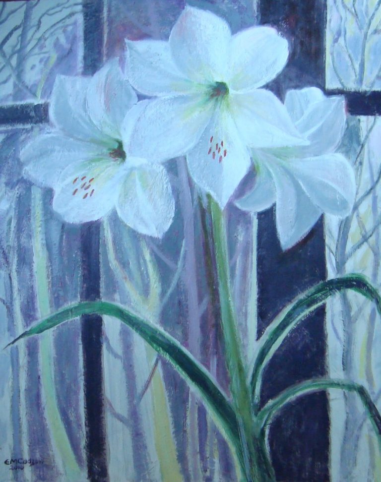 white amaryllis
